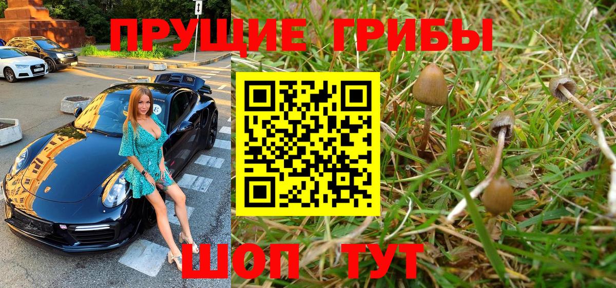 Галлюциногенные грибы Psilocybine cubensis Осинники